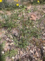 Cryptantha pterocarya
