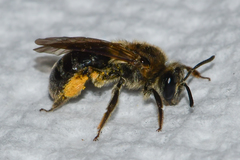 Andrena fenningeri