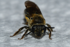 Andrena fenningeri