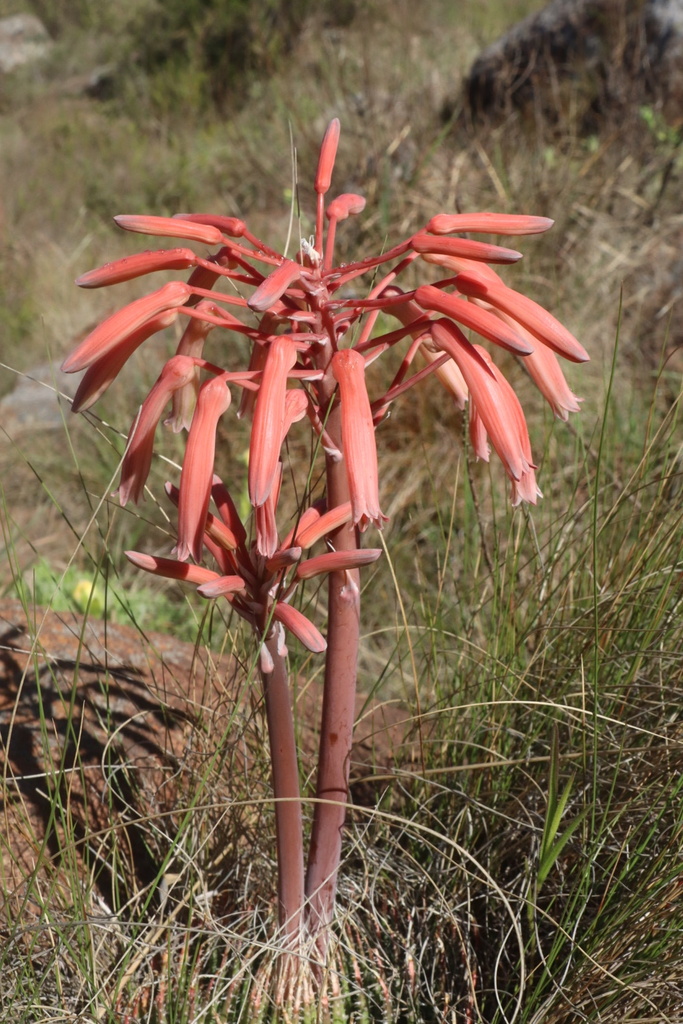 Lace Aloes