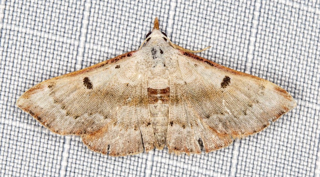 Enispa violacea