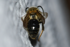 Andrena barbara