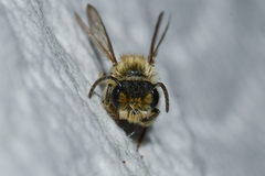 Andrena barbara