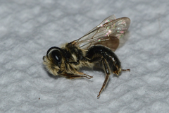 Andrena barbara