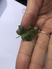 Petroselinum crispum