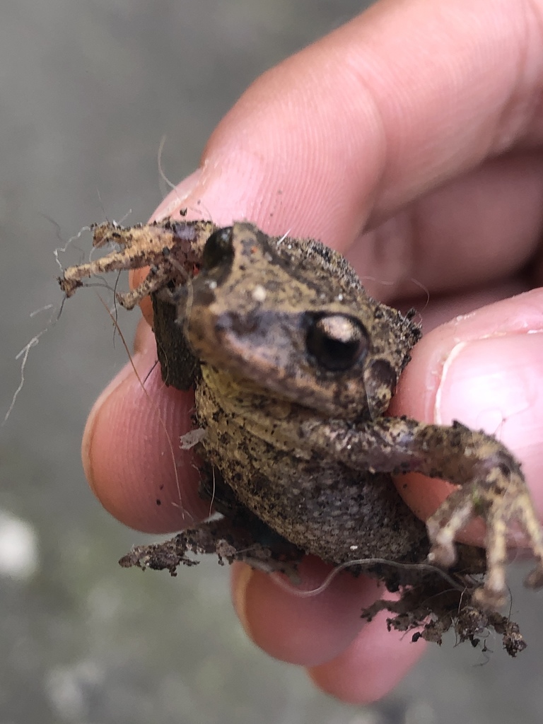 Striped Robber Frog