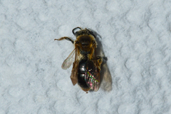Andrena fenningeri
