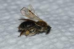 Andrena fenningeri