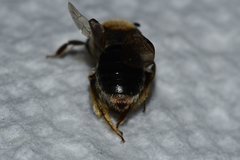 Andrena fenningeri