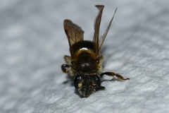 Andrena fenningeri