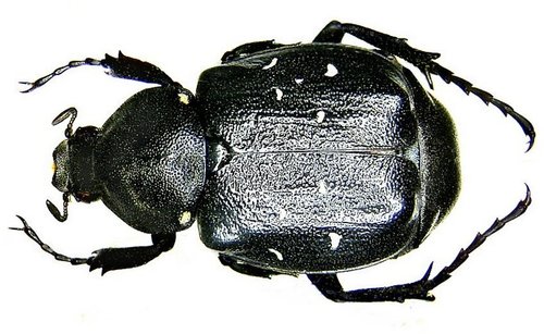 Variable Chafer