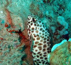 Epinephelus quoyanus