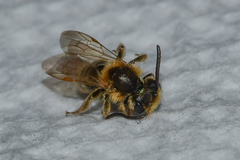 Andrena miserabilis