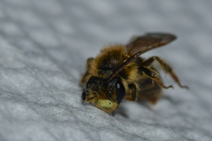 Andrena miserabilis