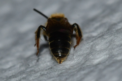 Andrena miserabilis