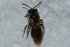 Andrena fenningeri