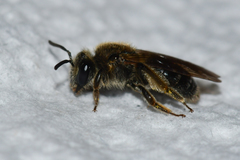 Andrena fenningeri