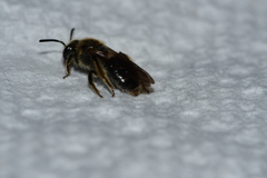 Andrena fenningeri