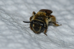 Andrena fenningeri