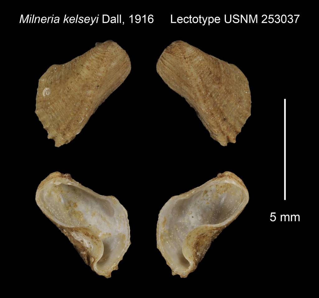 Milneria