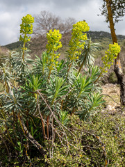 Euphorbia rigida