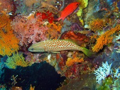 Anyperodon leucogrammicus