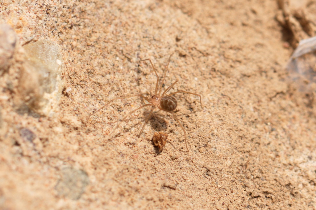 Artema transcaspica