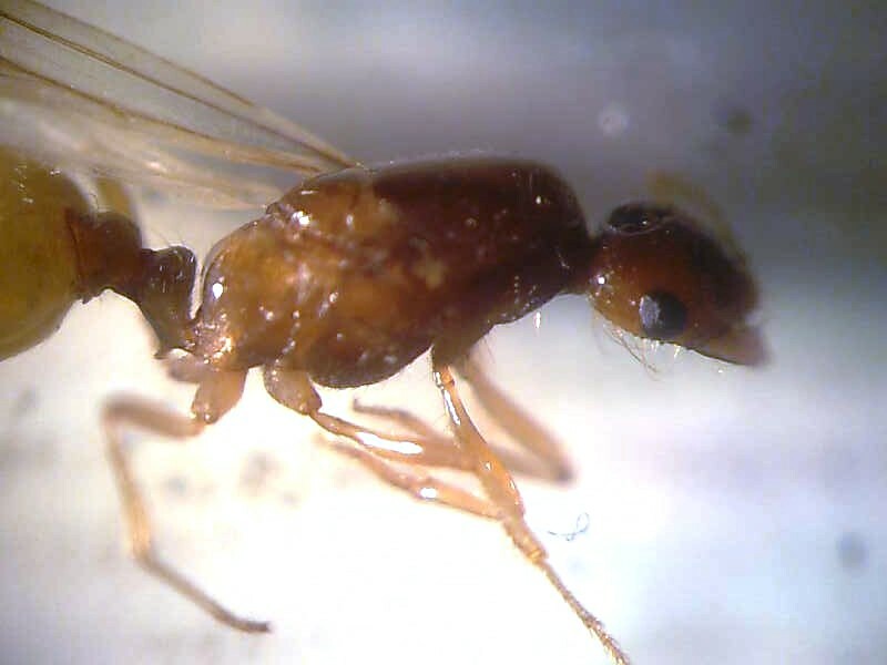 Trichomyrmex barbatulus