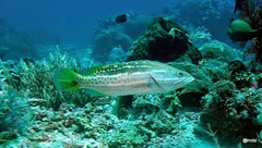 Anyperodon leucogrammicus