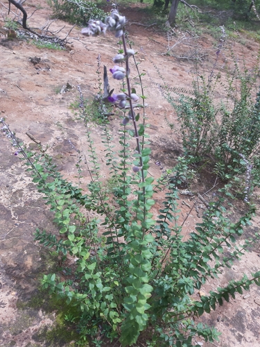 Guinean Sunbell