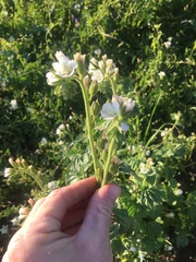 Phacelia viscida albiflora