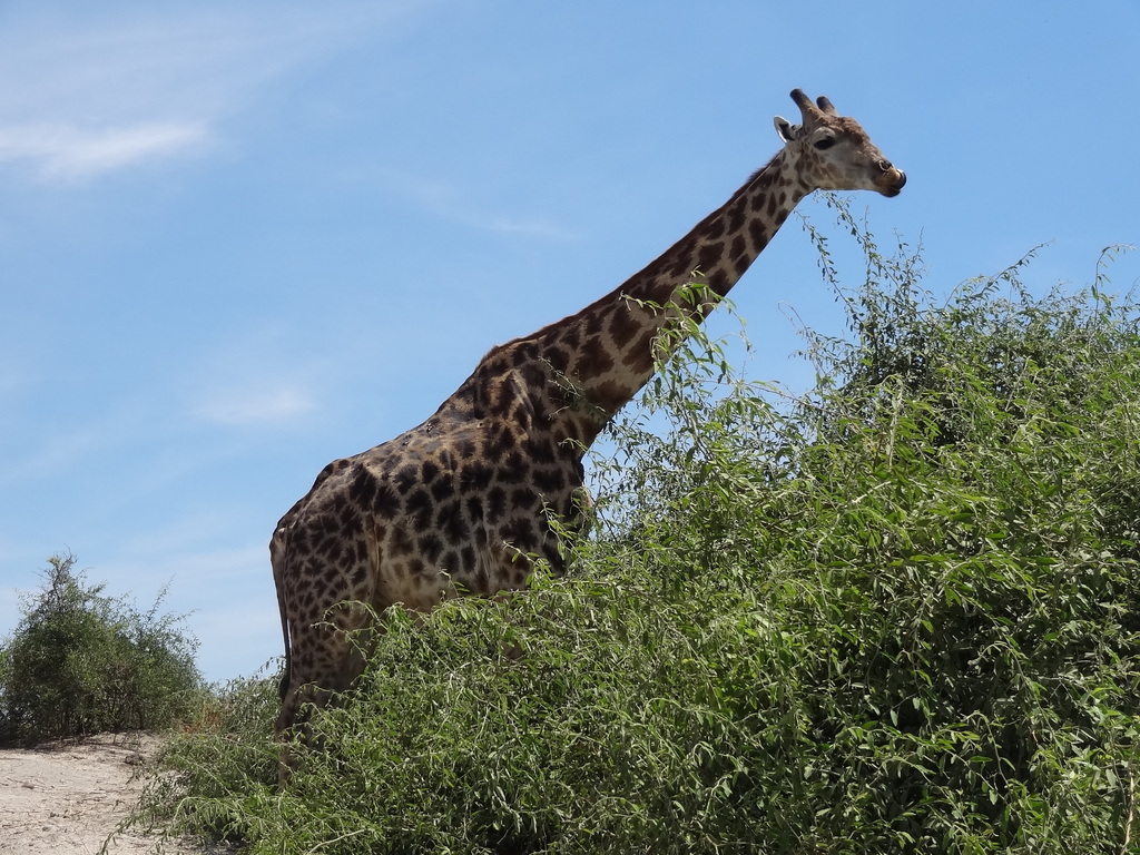Giraffa giraffa giraffa, Chobe, BW-CH, BW-CH-CH, BW, by guyrufray