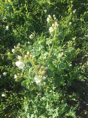 Phacelia viscida albiflora