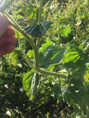 Phacelia viscida albiflora