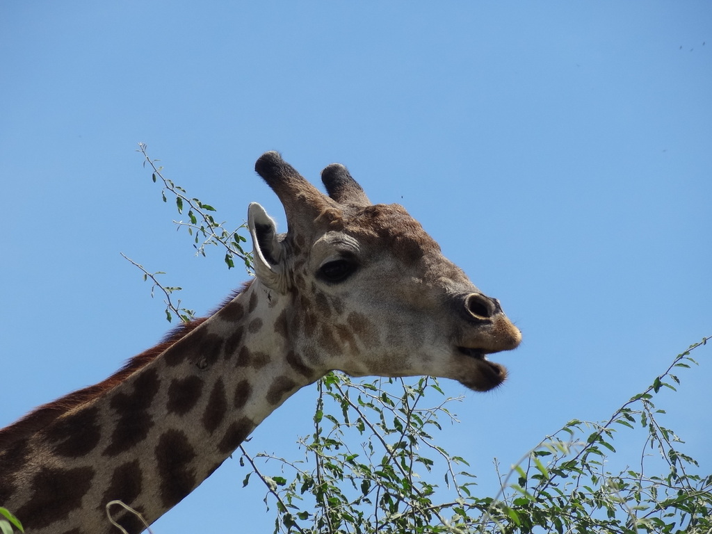 Giraffa giraffa giraffa, Chobe, BW-CH, BW-CH-CH, BW, by guyrufray