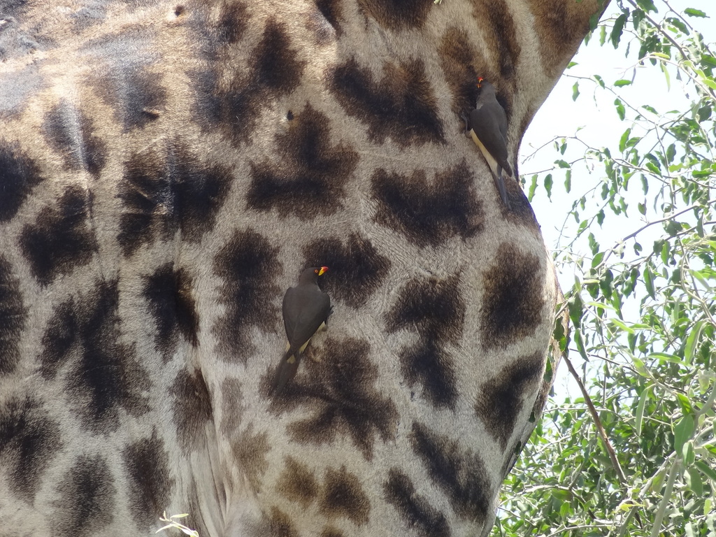 Giraffa giraffa giraffa, Chobe, BW-CH, BW-CH-CH, BW, by guyrufray