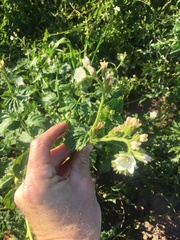 Phacelia viscida albiflora