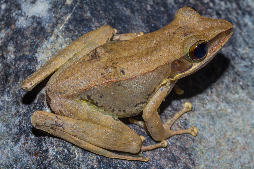 Luzon Frog