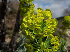 Euphorbia rigida