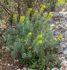 Euphorbia rigida