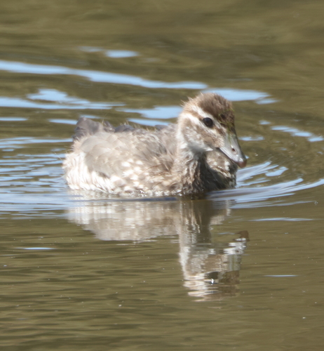 Canard à crinière, jeune