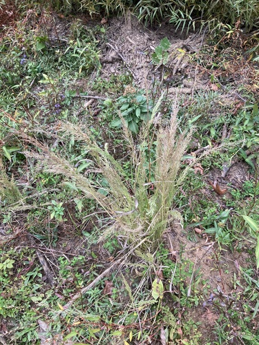 Eragrostis japonica iNat (3)