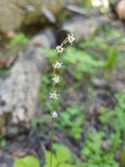 Ozomelis stauropetala