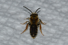 Andrena imitatrix