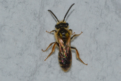 Andrena imitatrix