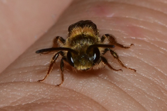 Andrena imitatrix