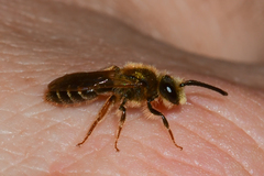 Andrena imitatrix