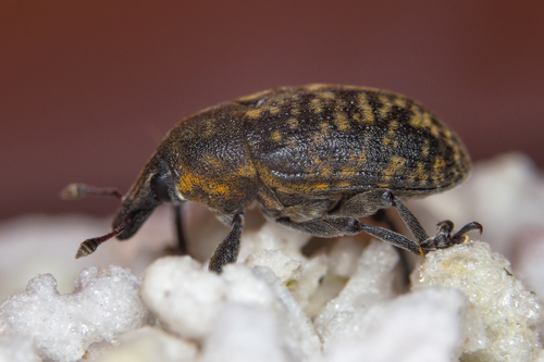 Turbine Cylindrical Weevil