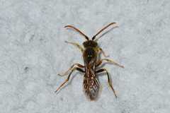Nomada imbricata