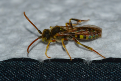 Nomada imbricata